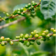 Green coffee bean extract